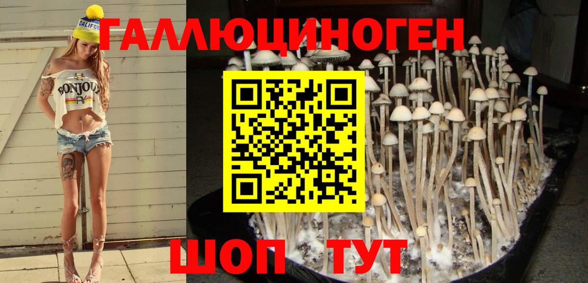 Канаш  купить наркоту  Галлюциногенные грибы GOLDEN TEACHER  Вход с VPN  Псилоцибиновые грибы GOLDEN TEACHER 